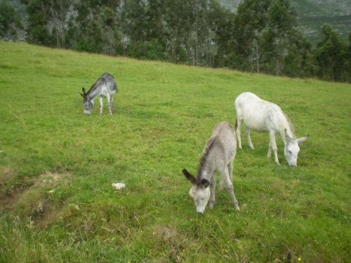 Casa De Aldea Ruiloba Hotel Camango ภายนอก รูปภาพ